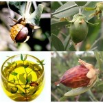 JOJOBA OIL